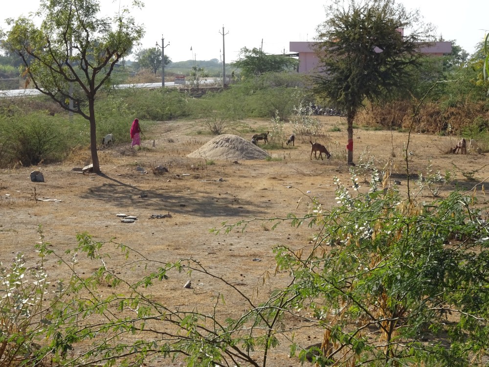 Goat herding in India